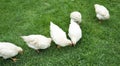 Farmer white chickens