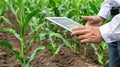 A farmer in a white shirt examines a cornfield while holding a digital tablet Royalty Free Stock Photo