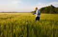 a farmer inspects a rye field Royalty Free Stock Photo