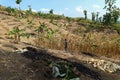 A farmer who is cleaning up the remains of corn plants that have finished harvesting Royalty Free Stock Photo