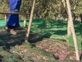 a farmer who is harvesting arbequina olives in an olive grove, with a wooden bench