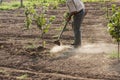 The farmer who hoeing hazelnuts i Royalty Free Stock Photo