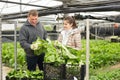 Farmer with wife harvesting green chard Royalty Free Stock Photo