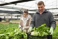 Farmer with wife harvesting green chard Royalty Free Stock Photo