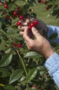 Farmer Wife Picking Cherries From Cherry Tree Royalty Free Stock Photo