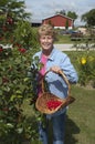 Farmer Wife Picking Cherries From Cherry Tree Royalty Free Stock Photo