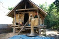 Farmer winnow rice at house on stilts