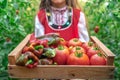 Farmer woman, bulgarian girl in traditional Bulgarian folklore dress holding wooden basket crate full of fresh raw homegrown Royalty Free Stock Photo