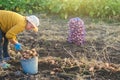 A farmer woman collects dug up potatoes in a bucket. Harvesting on farm plantation. Farming. Countryside farmland. Growing,