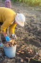 A farmer woman collects dug up potatoes in a bucket. Harvesting on farm plantation. Farming. Growing, collecting, sorting Royalty Free Stock Photo