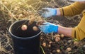 A farmer woman collects potatoes in a bucket. Work in the farm field. Pick, sort and pack vegetables. Organic gardening and Royalty Free Stock Photo