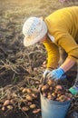 Farmer woman collects potatoes. Work on a field. Fresh organic food. Harvesting campaign, seasonal workers. Pick, sort and pack Royalty Free Stock Photo