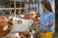 Farmer woman feeding cows in stable with hay Royalty Free Stock Photo