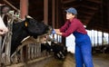 Farmer woman feeds cows in cowshed