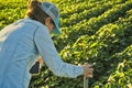 Farmer woman fixing irrigation system. Royalty Free Stock Photo