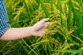 Farmer woman fondled on top of the rice Royalty Free Stock Photo