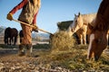 Farmer woman gathers hay