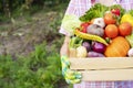 Farmer woman in gloves holding wooden box full of fresh raw vegetables. Basket with vegetable in the hands Royalty Free Stock Photo