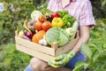 Farmer woman in gloves holding wooden box full of fresh raw vegetables. Basket with vegetable in the hands Royalty Free Stock Photo