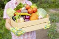 Farmer woman in gloves holding wooden box full of fresh raw vegetables. Basket with vegetable in the hands Royalty Free Stock Photo