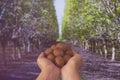 Farmer woman hands full of walnuts in walnut garden