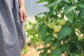 Organic tomato vegetables and plants in a greenhouse and hands of farmer woman. Ripe tomatoes in a garden