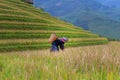 Farmer women harvest rice agriculture Industry. Terraced rice field in harvest season with ethnic minority woman on field rice