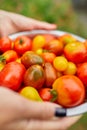 Farmer woman holding box full of fresh raw tomatoes in the hands Royalty Free Stock Photo