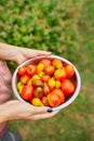 Farmer woman holding box full of fresh raw tomatoes in the hands Royalty Free Stock Photo