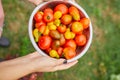 Farmer woman holding box full of fresh raw tomatoes in the hands Royalty Free Stock Photo