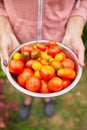 Farmer woman holding box full of fresh raw tomatoes in the hands Royalty Free Stock Photo