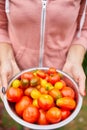 Farmer woman holding box full of fresh raw tomatoes in the hands Royalty Free Stock Photo