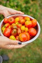 Farmer woman holding box full of fresh raw tomatoes in the hands Royalty Free Stock Photo