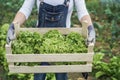 Farmer woman holding wood box with fresh organic lettuce - Main focus on right hand