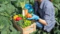 Farmer woman holding wooden box full of fresh raw vegetables. Basket with fresh organic vegetable  and peppers in the hands Royalty Free Stock Photo