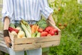 Farmer woman holding wooden box full of fresh raw vegetables in his hands. Basket with vegetable Royalty Free Stock Photo