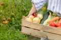 Farmer woman holding wooden box full of fresh raw vegetables in his hands. Basket with vegetable Royalty Free Stock Photo