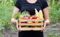 Farmer woman holding wooden box full of vegetables and fruits from her organic eco garden. Harvesting homegrown produce Royalty Free Stock Photo