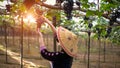 Farmer woman picking grape during wine harvest