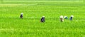 Farmer woman picking grass on the rice fields Royalty Free Stock Photo