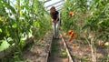 Farmer woman picking organic tomatoes in greenhouse