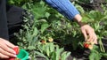 Farmer woman picks ripe strawberries in garden