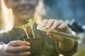 Farmer woman pouring chemicals in seedling Royalty Free Stock Photo