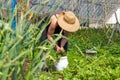 Farmer woman removing weeds