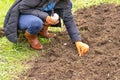 Farmer woman squatting, planting garlic cloves in a vegetable garden on dug up soil