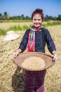 Farmer woman threshed rice in field Royalty Free Stock Photo