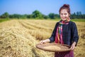 Farmer woman threshed rice in field Royalty Free Stock Photo