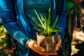 Farmer woman use hand holding plant aloe vera tree Royalty Free Stock Photo