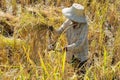 Farmer woman using sickle to harvesting rice in field