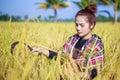 Woman farmer using sickle to harvesting rice in field Royalty Free Stock Photo